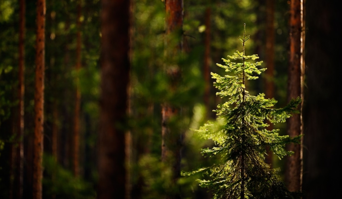 Groupe Boisaco – Au cœur du développement durable