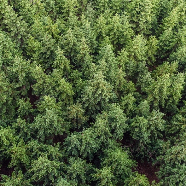 La forêt – Énergie verte