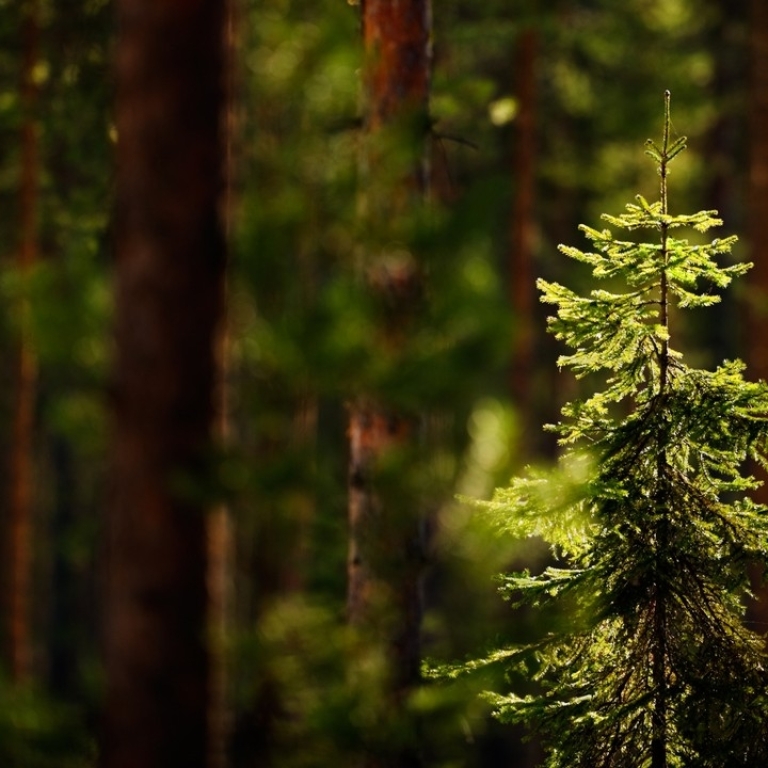 Groupe Boisaco – Au cœur du développement durable