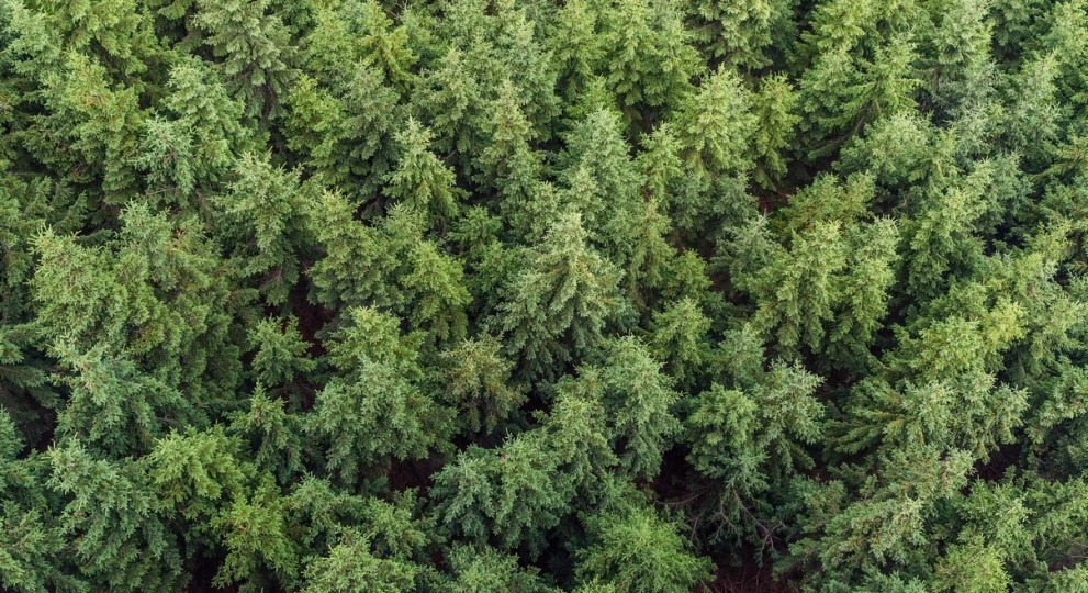 La forêt – Énergie verte