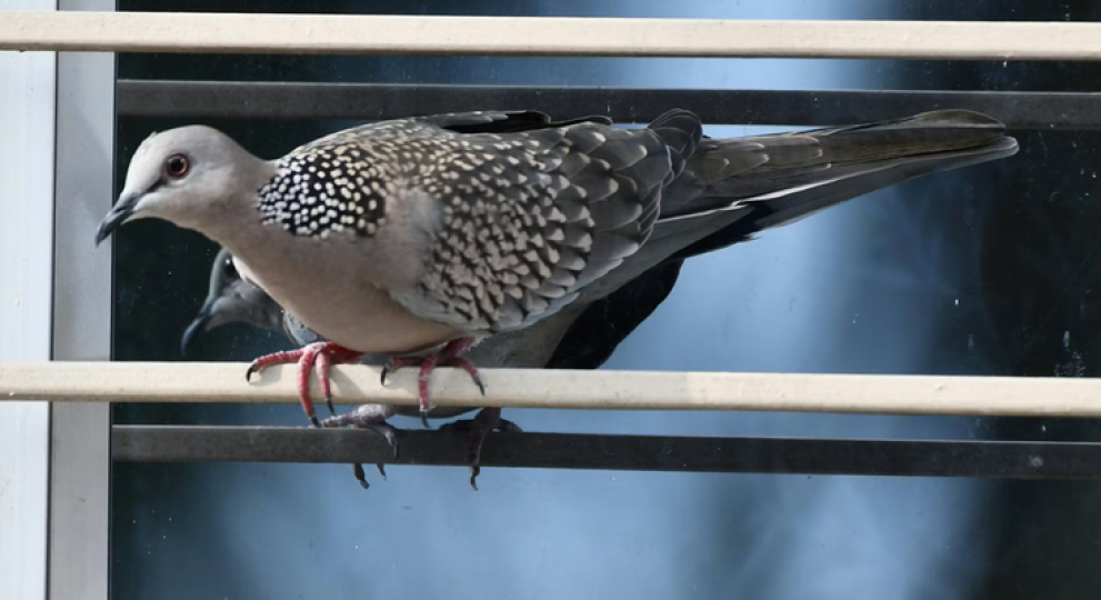 Pour prot&eacute;ger les oiseaux, les vitres anticollision doivent devenir la norme